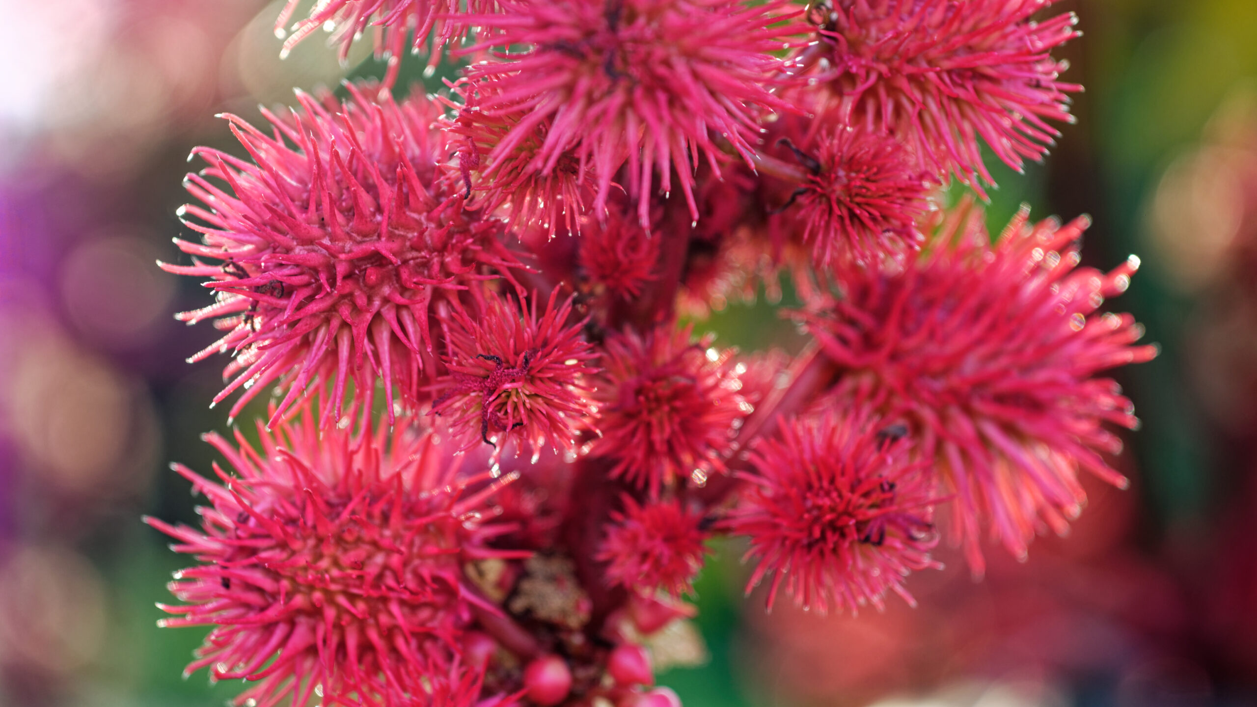 Miracle tree rizinus ricinus communis fruit flower blossom plant ornamental plant Castor oil plants Castor oil plant Red fruit of the miracle tree Medicinal plant Poisonous plant Castorbean Castor Oil