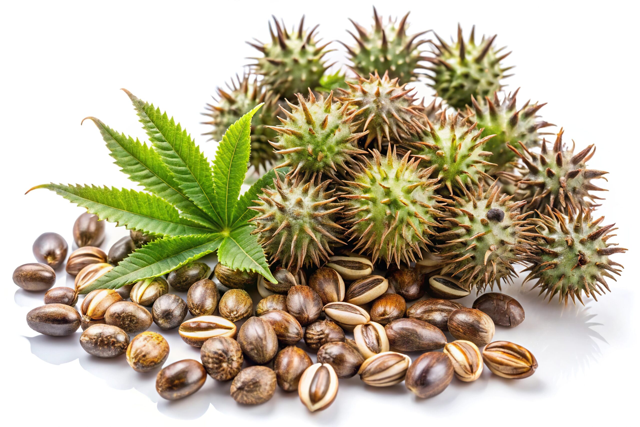 Castor oil seeds isolated on white background