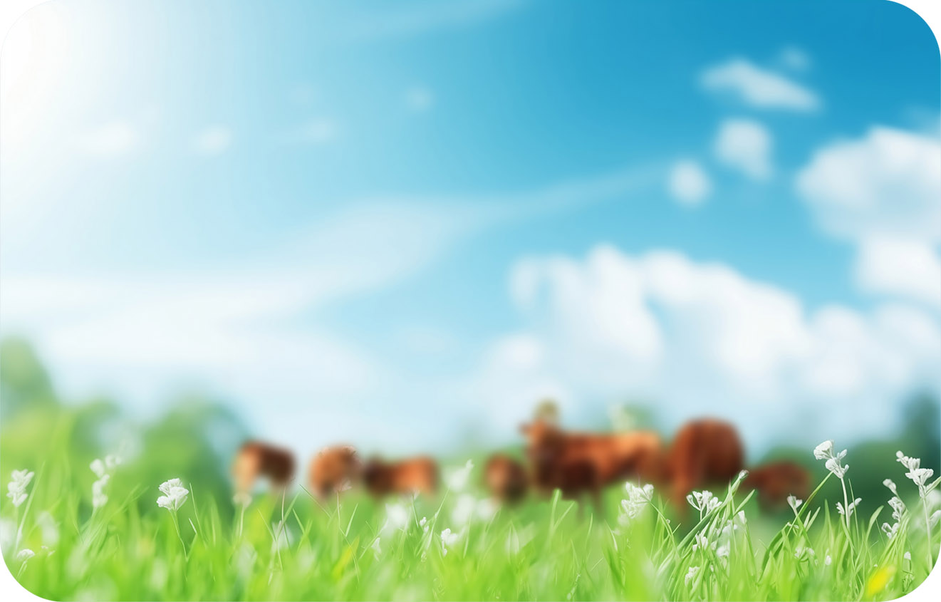 Fresh green grass against a vibrant blue sky with clouds. Spring