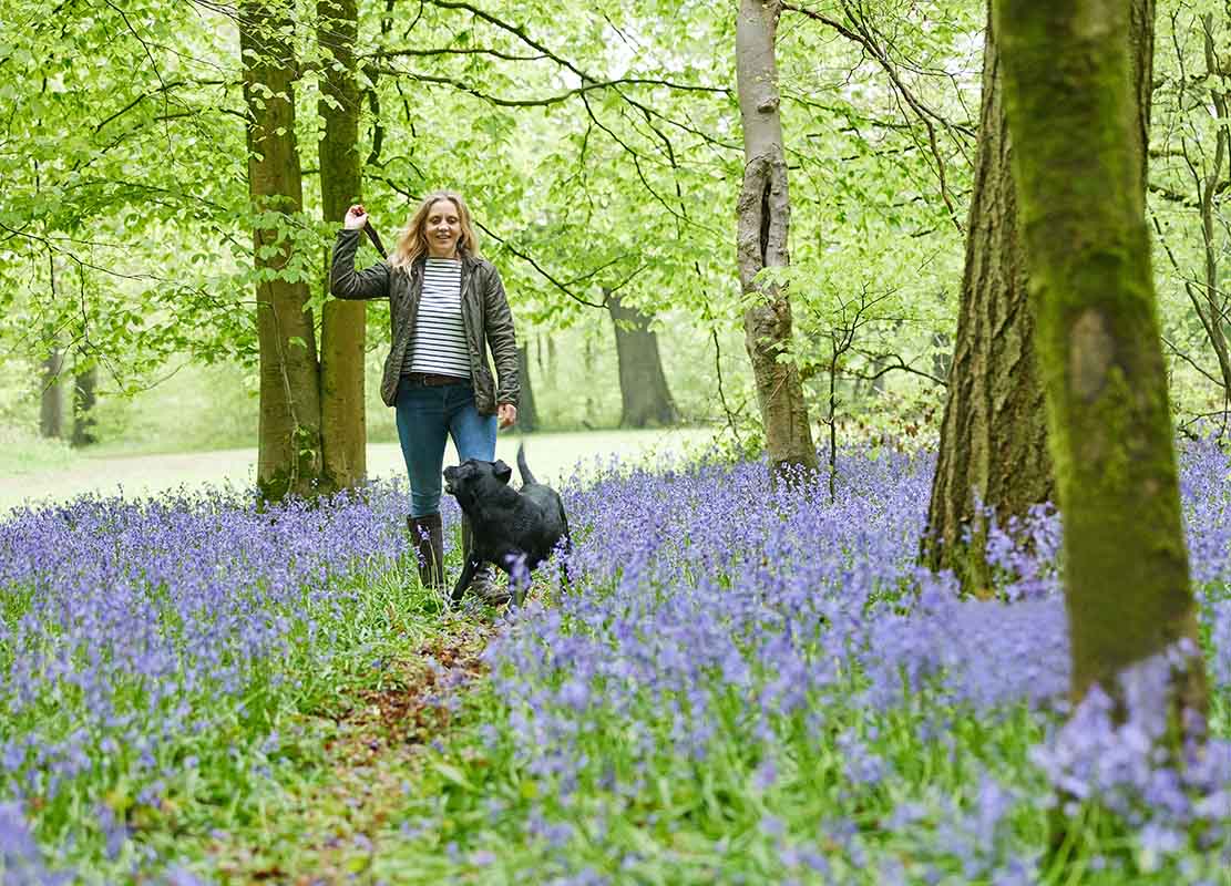 Mature Woman Throwing Stick For Black Labrador Dog On Spring Wal